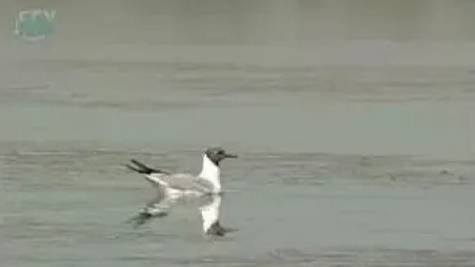 Пресный водоем. Птицы водоемов