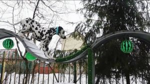 ДТ - 293. Правильный далматин Монти - преданность, точность, скорость.