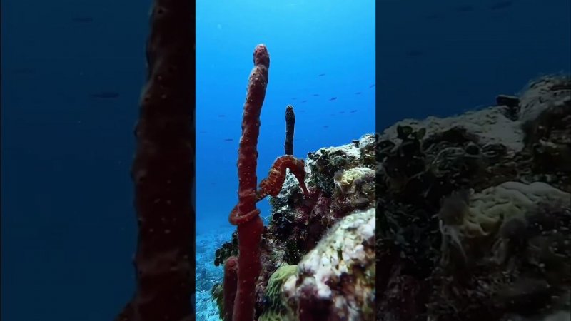 The beauty of the underwater world   #shortsvideo #snow #shortsclip