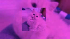 Рандомная музыка для настроения/Random music for mood