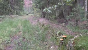 Максим чуть не НАСТУПИЛ НА ЗМЕЮ! ГДЕ РАСТУТ ГРИБЫ В ЗАСУХУ?! Поход по грибы в лес! mushroom