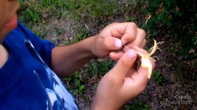 How do bees make honey? смотреть онлайн