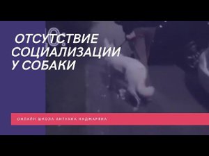 Собака боялась гулять, детских площадок, громких звуков