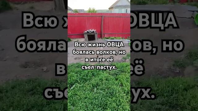 Пастух съел Овцу.