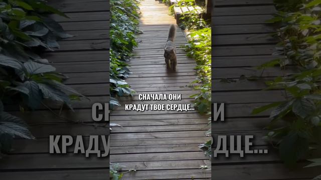 ПОМОЩНИКИ МОИ#юмор#котики#василисасуятинашторы#шторыназаказмосква