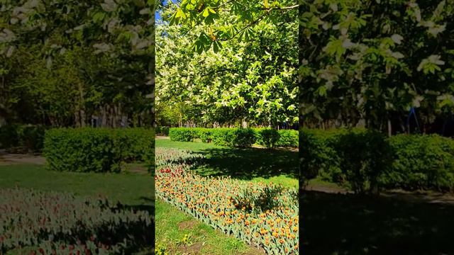 Белгород, сквер Южный. Belgorod, Yuzhny Square. #белгород  #цветы #тюльпаны  #belgorod  #flowers