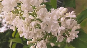 white and pink LILAC, delicate clouds, miracle, чудо, сирени ,белые и розовые ,нежные ,облака3