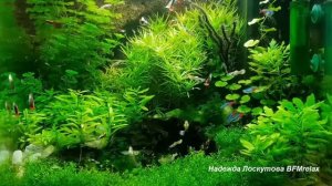 Нежный и крепкий СОН, глубокий релакс и успокоение