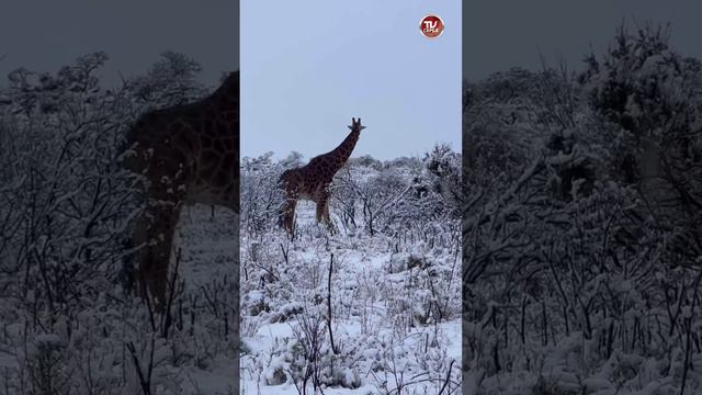 В мире животных 🦒🦅🐆 Животные продолжают в полном шоке гулять по заснеженной Африке… ⛄❄