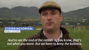 On burrowed time: hunting with Ireland's last traditional rabbit catcher | AFP