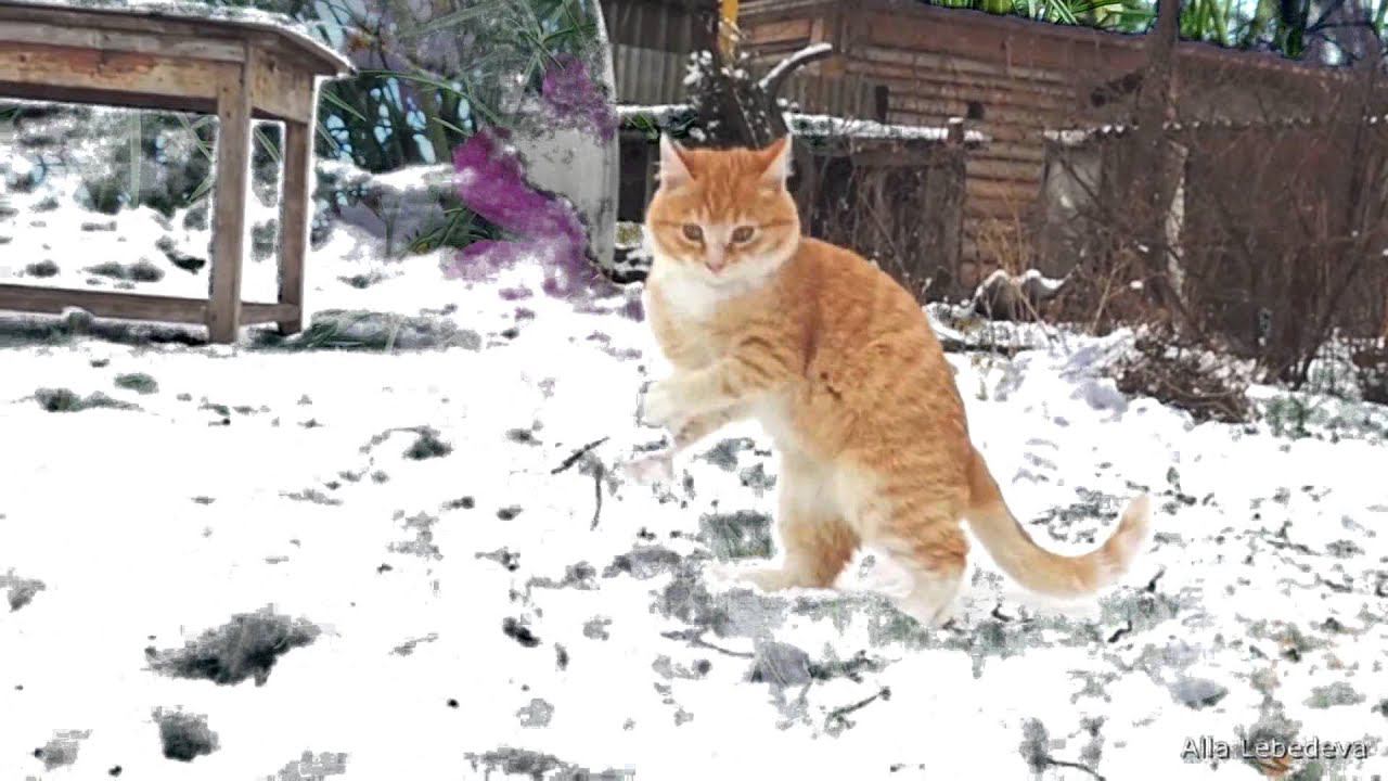 Kittens in the snow Summer memories Котята на снегу Воспоминания о лете