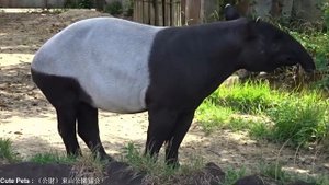 Large Mammals Looks Like Wild Hogs With Anteater Snouts