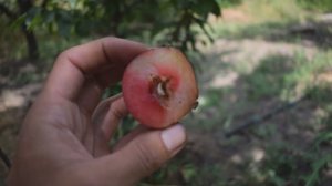 Слива Руби Кранч - сигнальные плоды, отзывы, саженцы - Агро Сад 2021