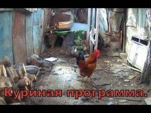 Куриная программа