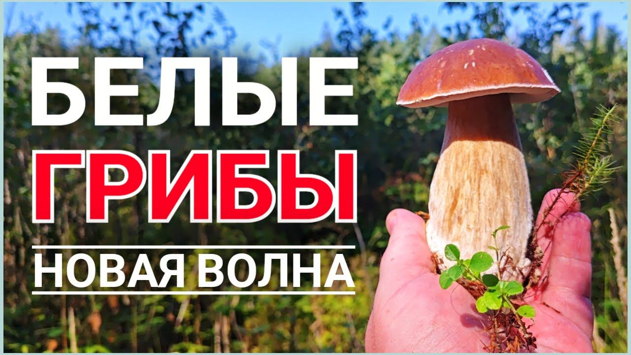 БЕЛЫЕ ГРИБЫ - Новая грибная волна накрыла подмосковье. Я в шоке! смотреть онлайн
