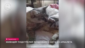 Живодёр подстрелил бездомного кота из арбалета