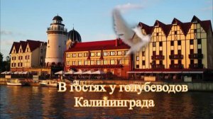 В гостях у голубеводов Калининграда