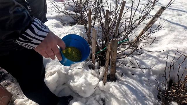 Огород! Весенние работы в огороде! ОТКРЫЛИ СЕЗОН ОГОРОДНИКА! Полили смородину...