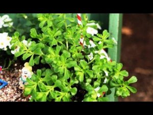 Как украсить двор на даче. Просто но красиво