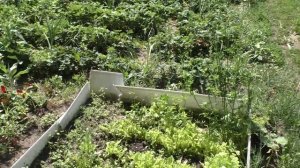 ОБЗОР НАШЕГО ОГОРОДА И ПЕРВЫЙ УРОЖАЙ! Чего только у нас не растёт!!!