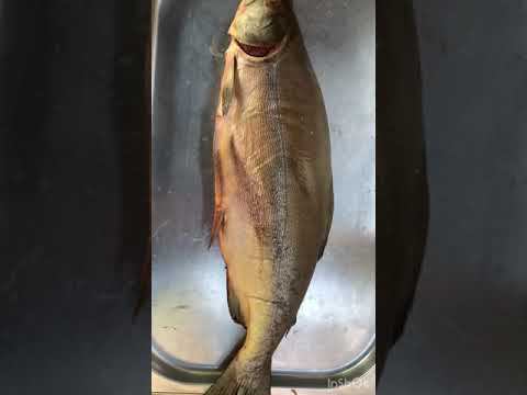 Горбуша холодного копчения. Коптим с электростатикой смотреть онлайн