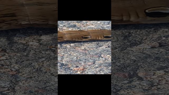 1000374809.mp4