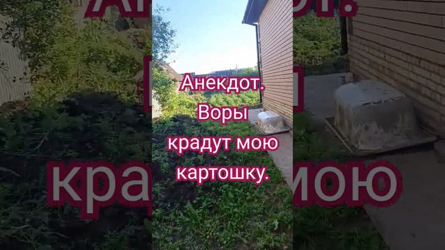 Анекдот. Как воровали мою картошку.