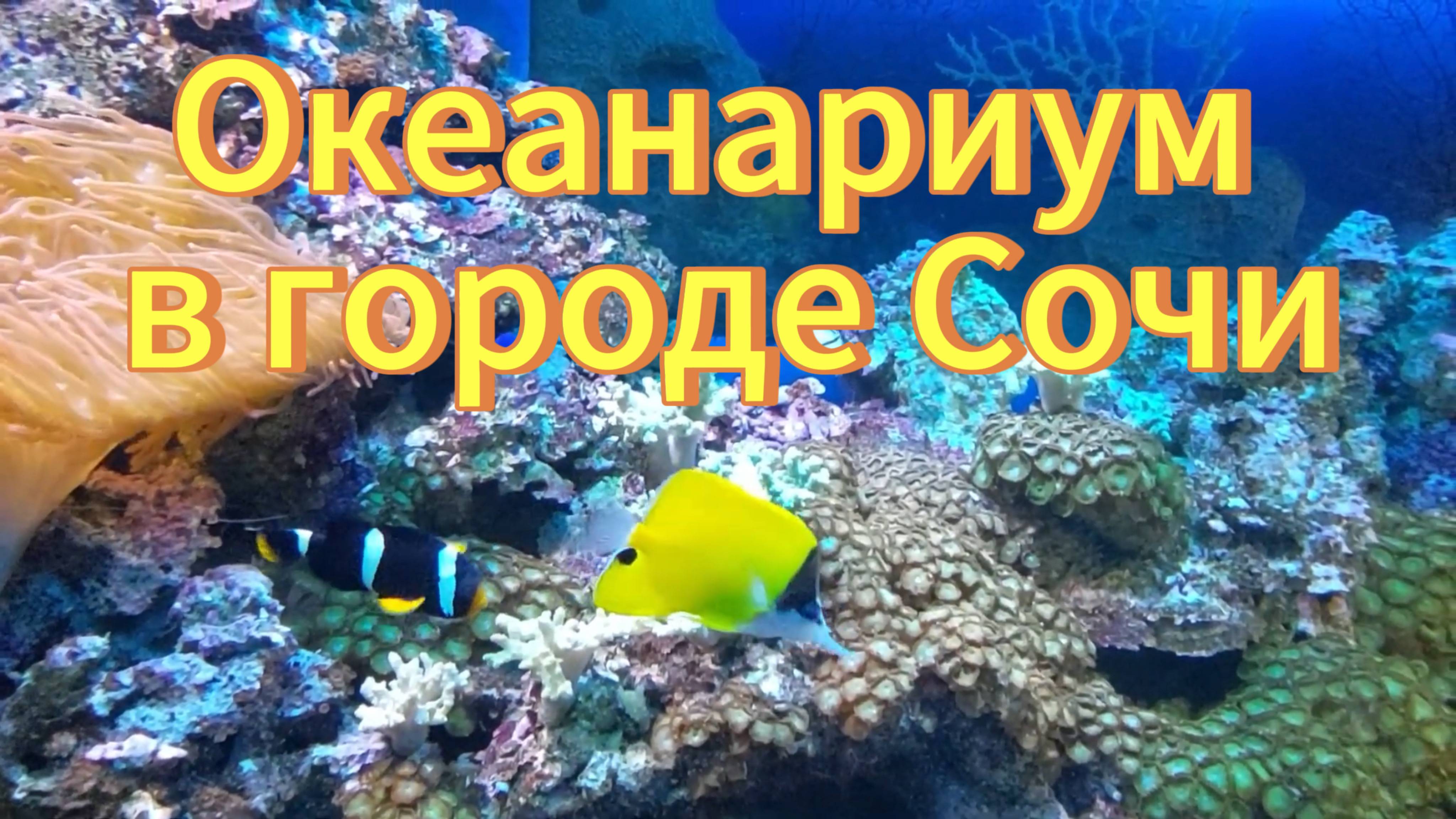 Океанариум. Город Сочи, парк Ривьера. Красивые экзотические рыбы. Sochi city. Oceanarium.