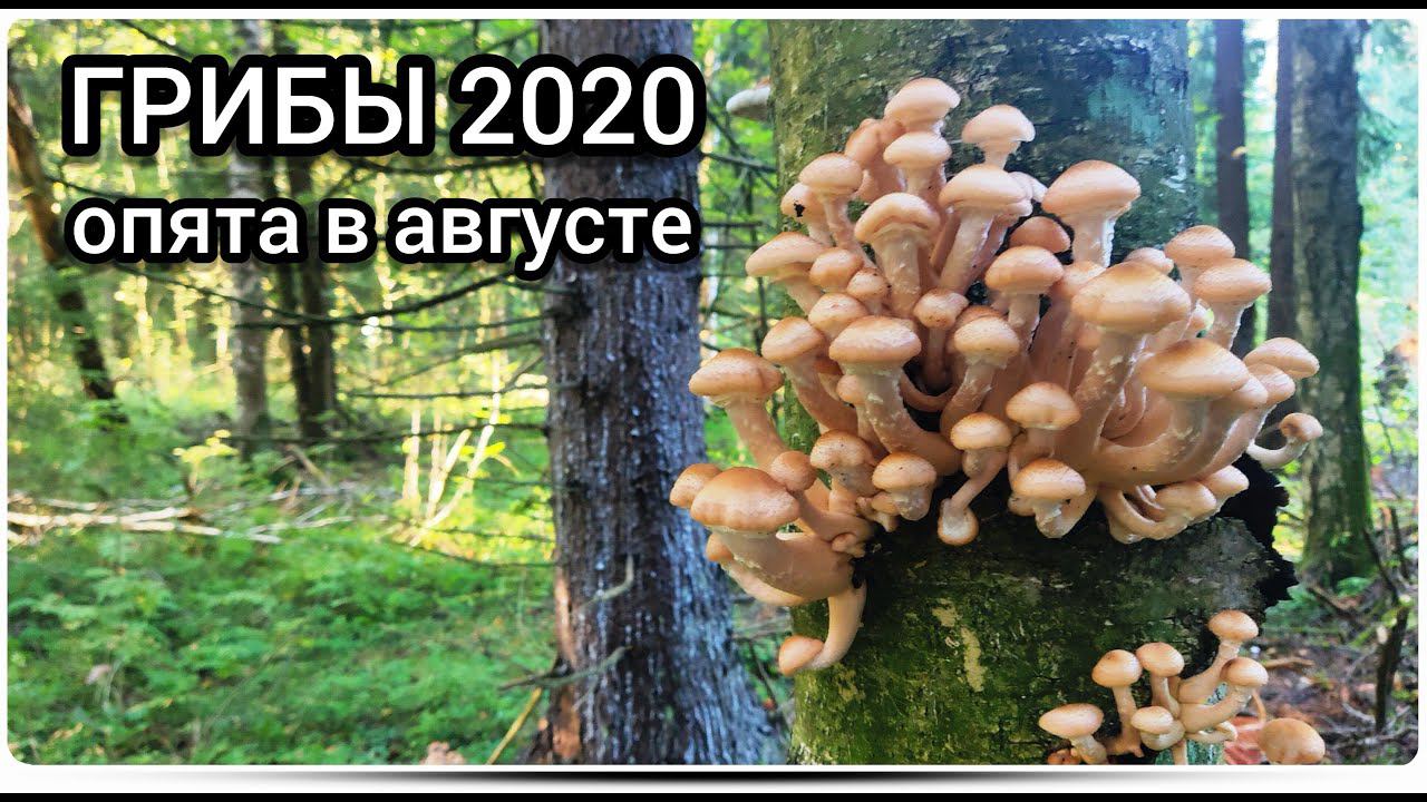 ГРИБЫ В МОСКОВСКОЙ ОБЛАСТИ - Нашествие опят! Ты не поверишь! смотреть онлайн