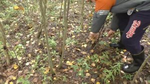 БЕЛЫЕ ГРИБЫ ПОЛЯНАМИ! Царство грибов всяких разных! ЛЕС И ГРИБЫ!