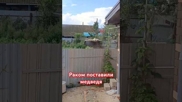 Медведь в коленно-локтевую стойку .