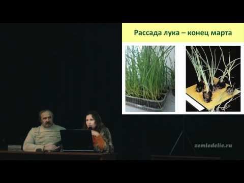 Выращивание рассады