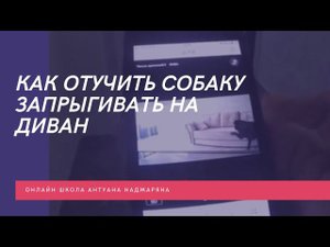 Как отучить собаку сидеть на диване?