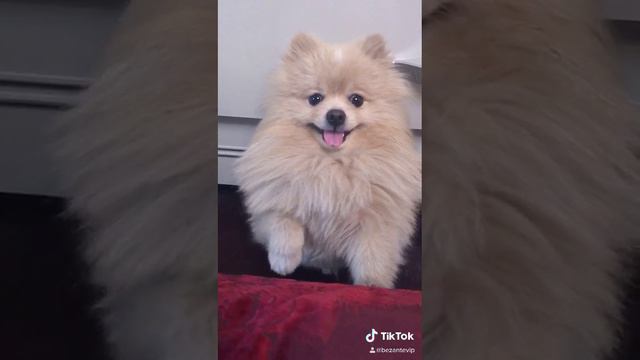 как шпицуля Лакки требует внимание 🥳