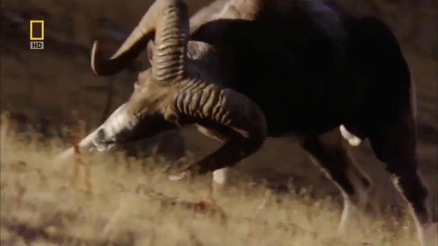 SIBERIA Wild Russia Beautiful Wilderness Travel Documentary Films - HD