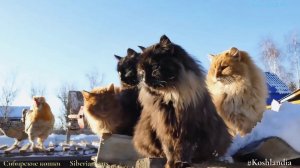 #Сибирские_кошки и Алтайские куры  Зима Кот Бегемот Поет_петух  #Chicken #cats  #Siberian_cats