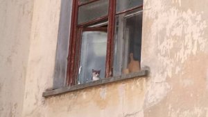 наблюдатель с детства