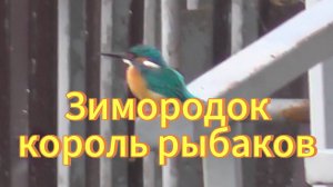 Зимородок. Король рыболовов. Новосибирская область город Бердск. Птицы Новосибирской области.