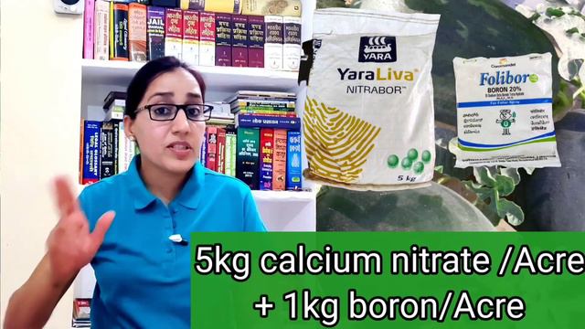 How to increase watermelon size & shying | grow big size watermelon | best fertilizer for Watermelo
