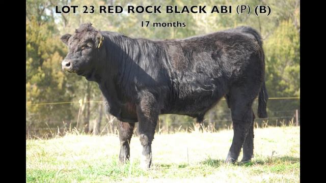 Red Rock Yearling Bulls 2013 LOT 21-24 смотреть онлайн