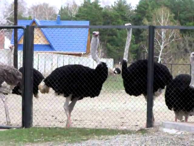 Страус кричит The ostrich shouts смотреть онлайн