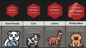 Comparison: Animal Lifespans