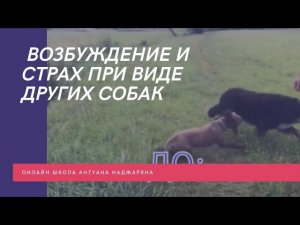 Агрессивная реакция на других собак до обучения