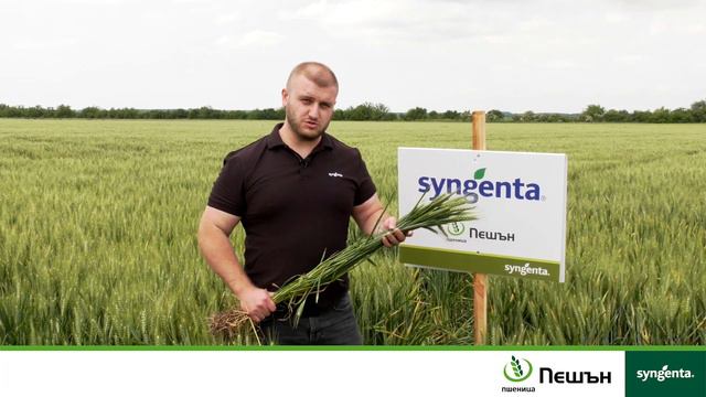 Пешън - Новият пластичен сорт - Айдемир смотреть онлайн