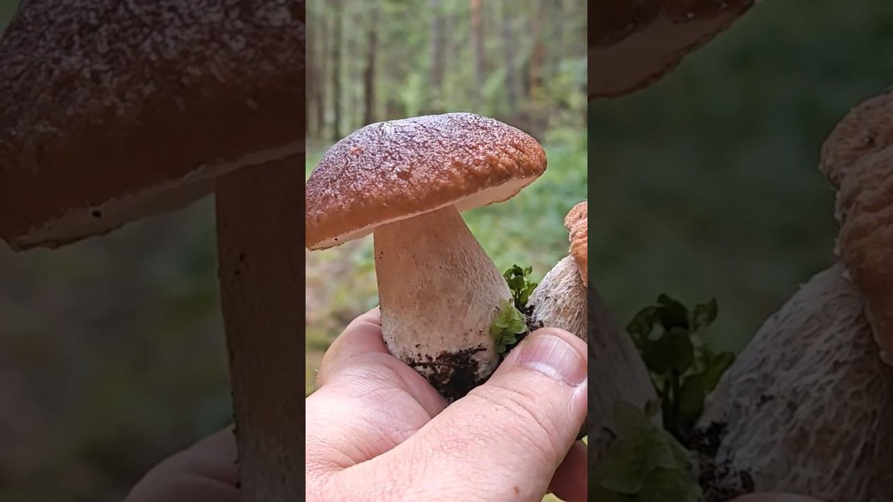 Белые грибы и комары смотреть онлайн