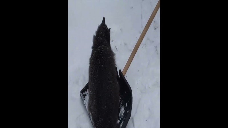 Зимнее развлечение Пушеньки!