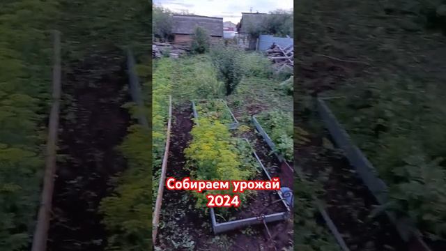 Урожай 2024.