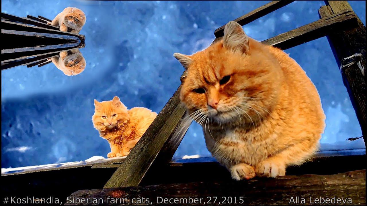 Siberian farm cats are swimming in the Lunar Sea Christmas Tale Кошки на Луне Новогодняя сказка