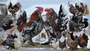 Ансамбль Алтай_Chickens Алтайская Бентамка #Bantam Dancing