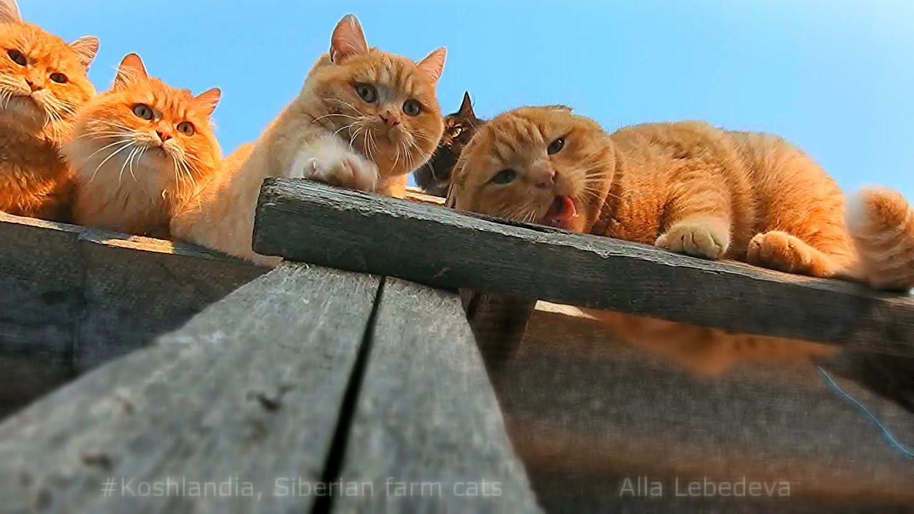Koshlandia, Siberian farm cats,  Лестница в небо Stairway to Heaven